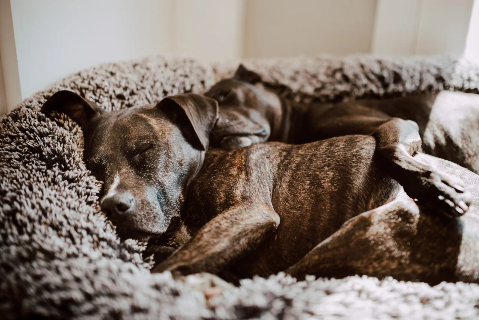 Two dogs asleep together in a dog bed during a stay with a sitter