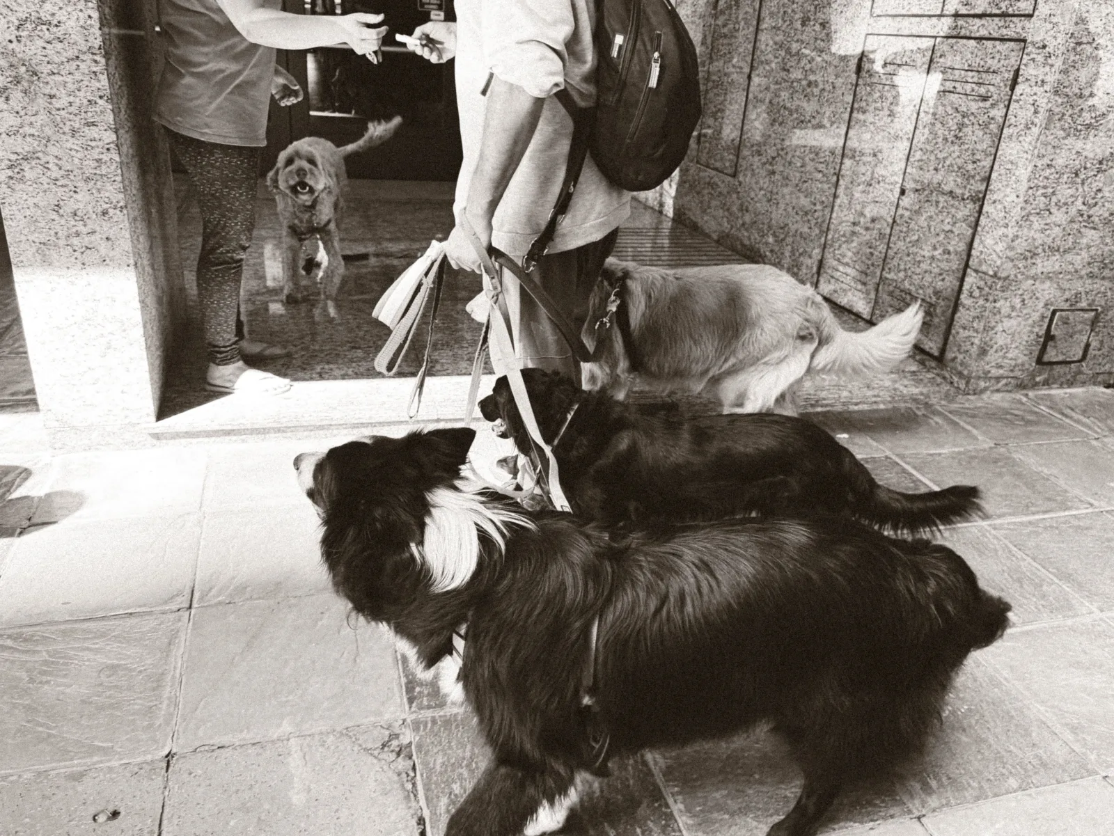 A sitter collecting several dogs on leashes at an apartment building entrance