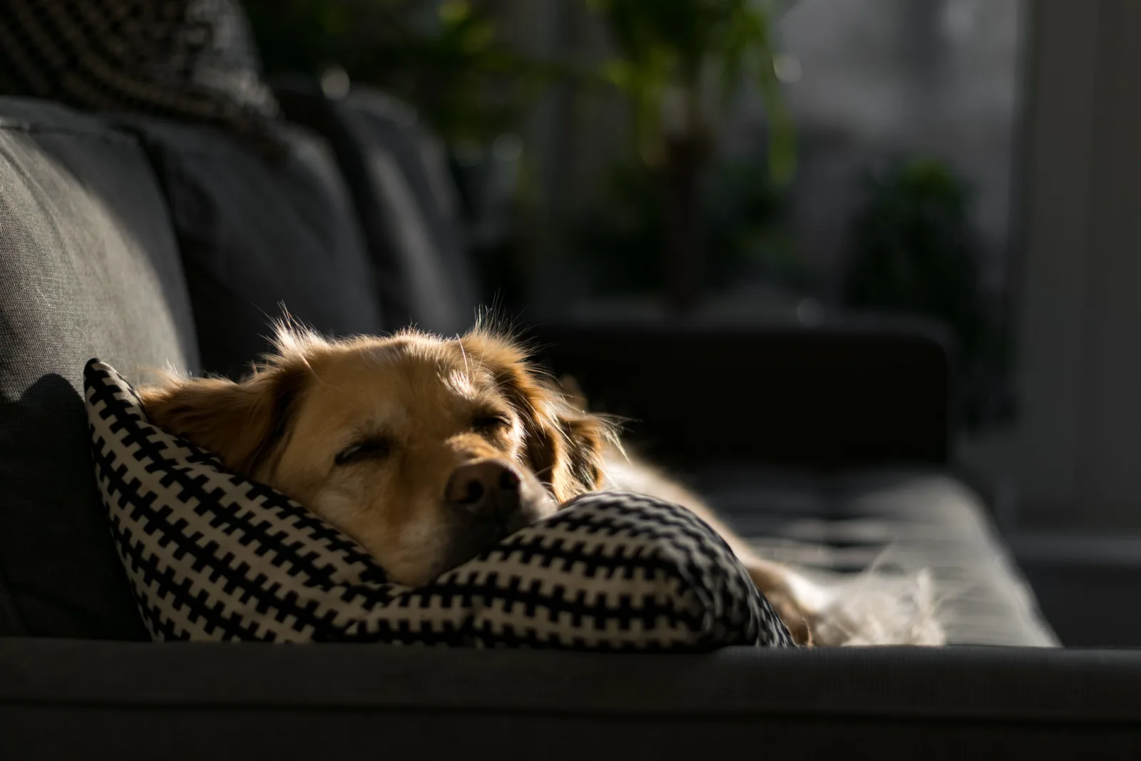 A dog sleeping peacefully on a couch in a cozy, sun-lit apartment