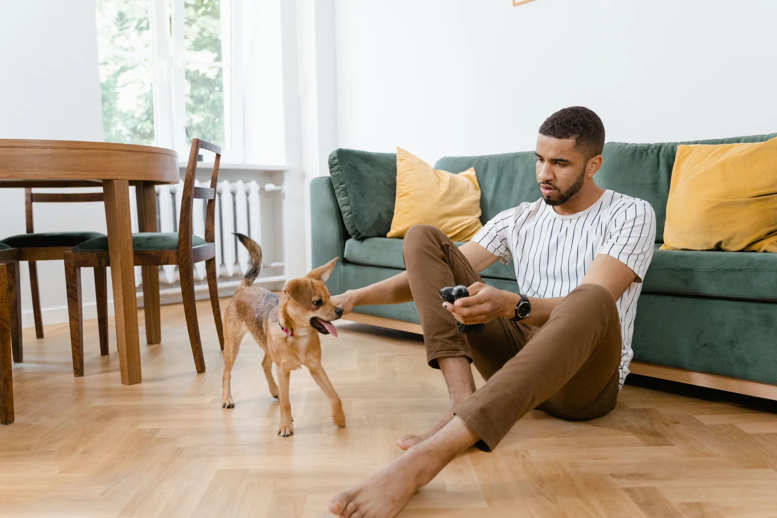 A dog sitter playing with a dog while sitting on the living room floor