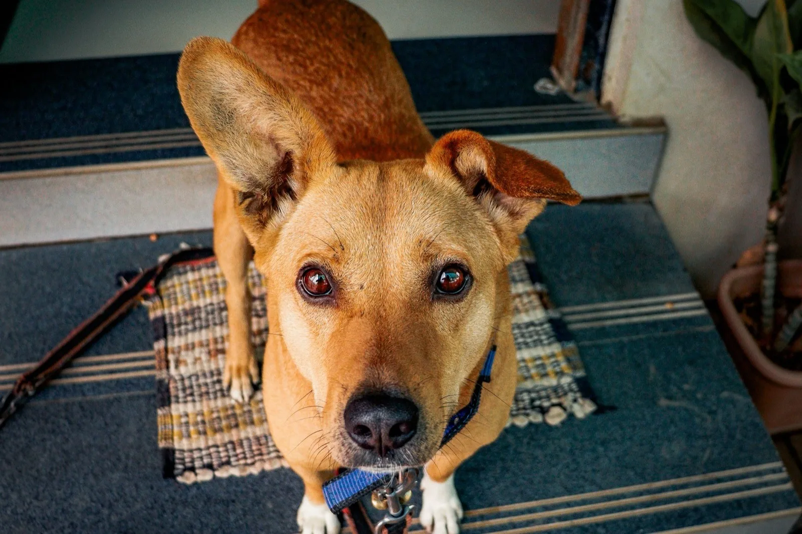 A dog waiting on the doorstep with its lead in its mouth