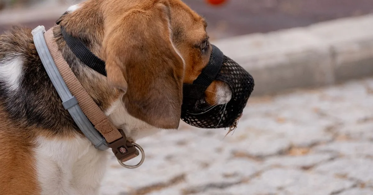 A dog wearing a basket muzzle standing calmly on a walk