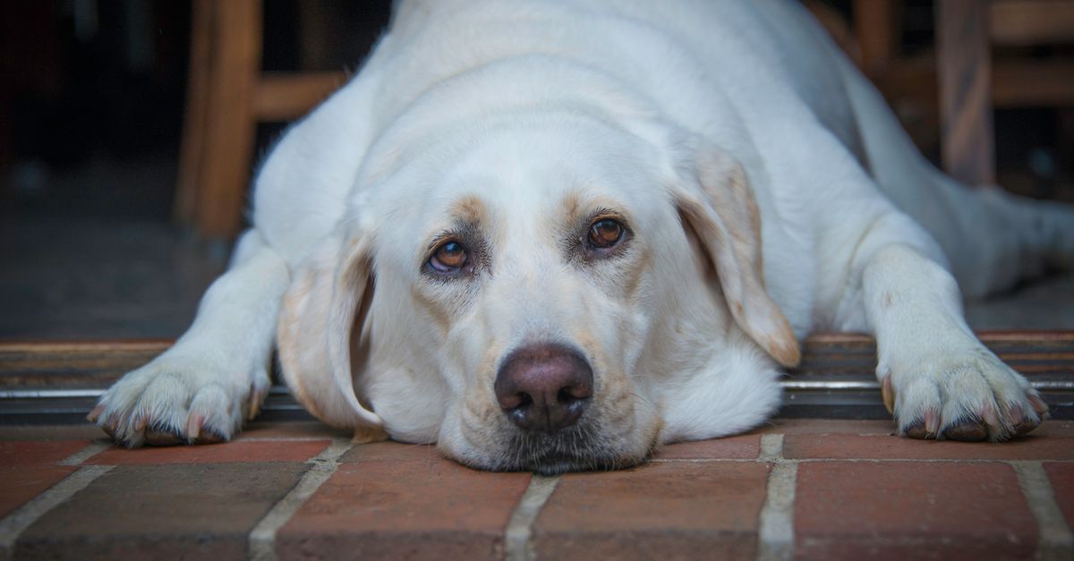 Gruby labrador leży na trawie - pies z nadwagą wymaga diety i ruchu