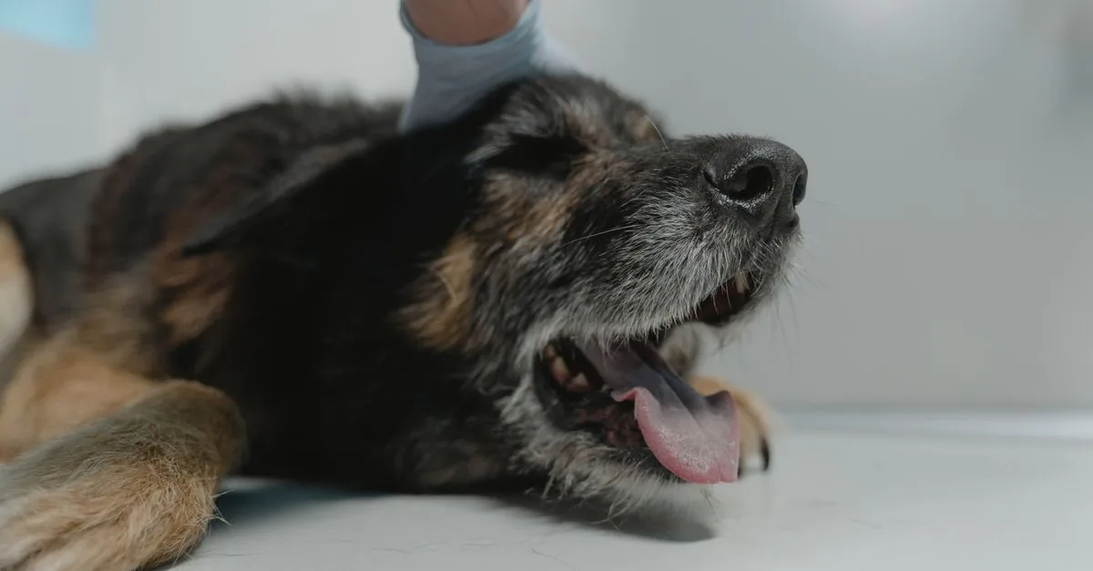 A dog lying calmly on a blanket in a veterinary clinic during an examination