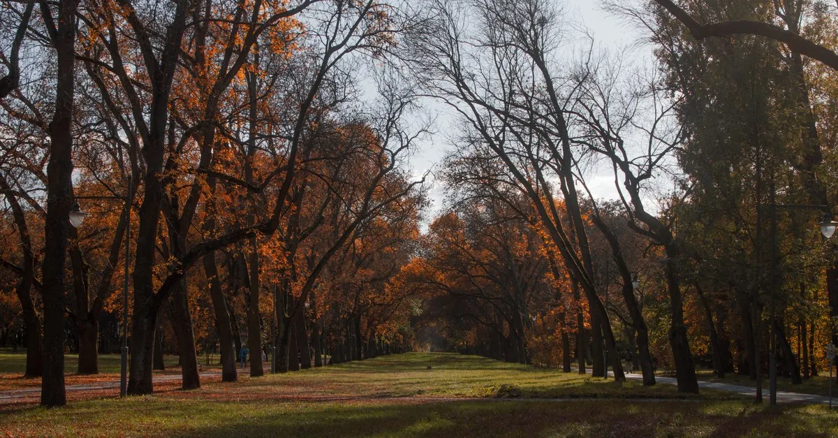 An autumn tree-lined avenue in a Lodz city park