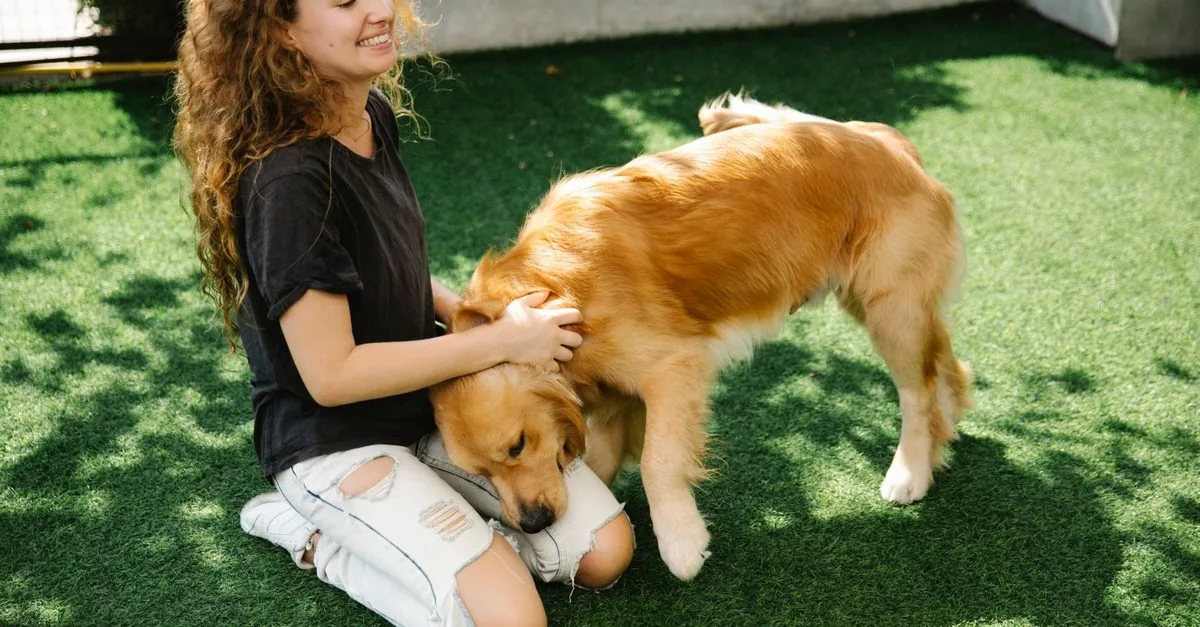 An owner combing through a golden retriever's coat on the grass
