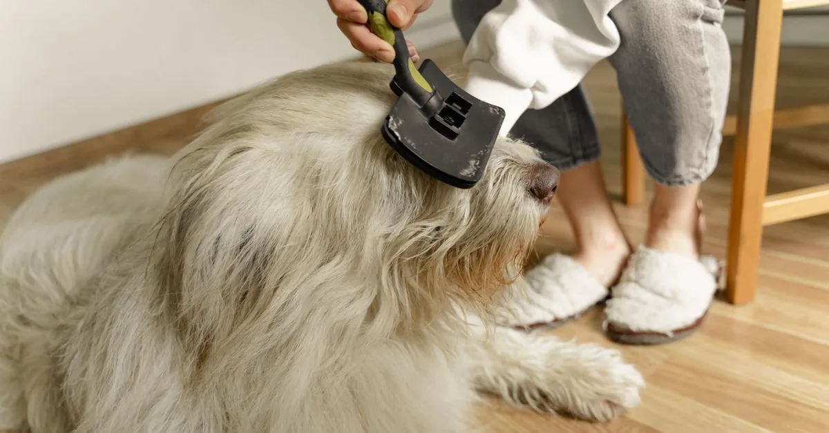 Owner brushing a thick-coated dog outdoors
