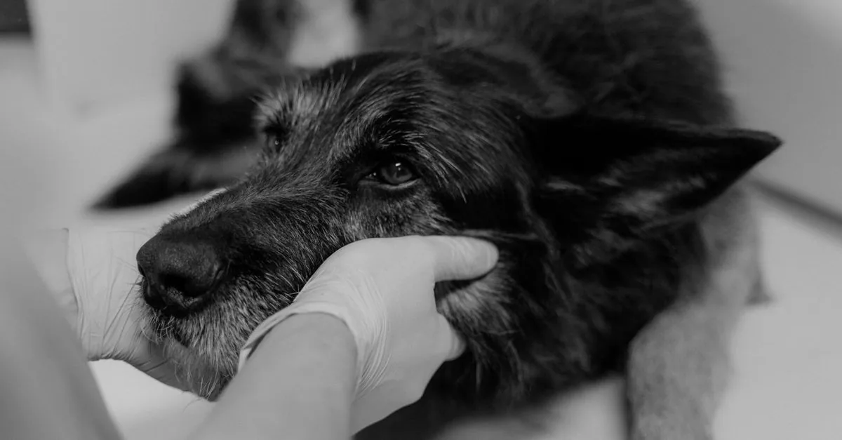 Owner preparing a first-aid kit for a dog