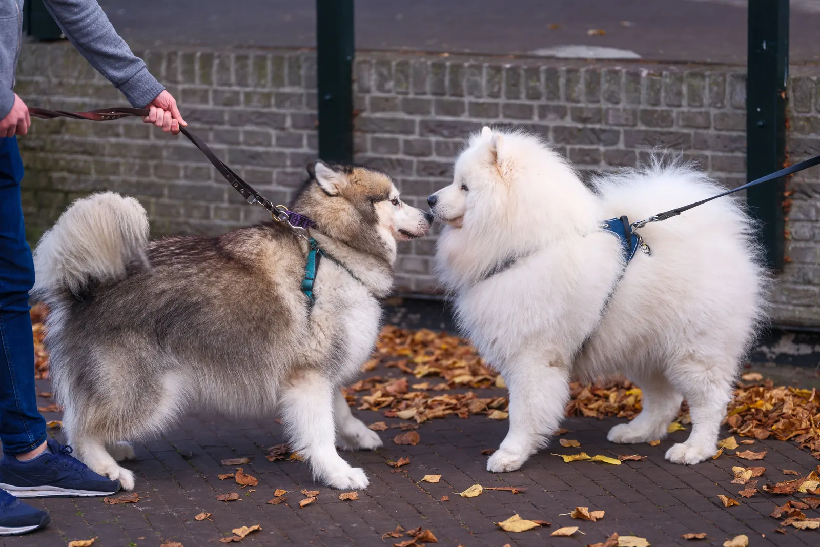Zwei angeleinte Hunde laufen nebeneinander über eine mit Laub bedeckte Straße
