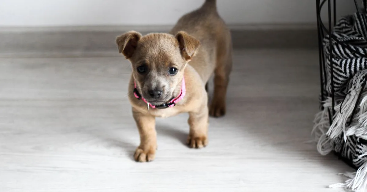 Small puppy resting on a soft bed in a bright living room