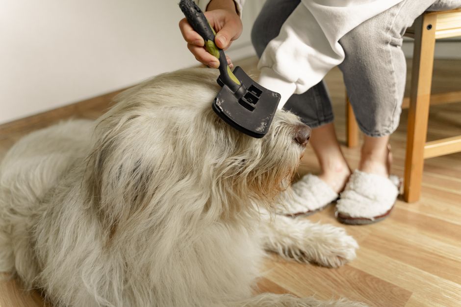 Person brushing a fluffy dog's fur at home as part of allergen-reducing grooming