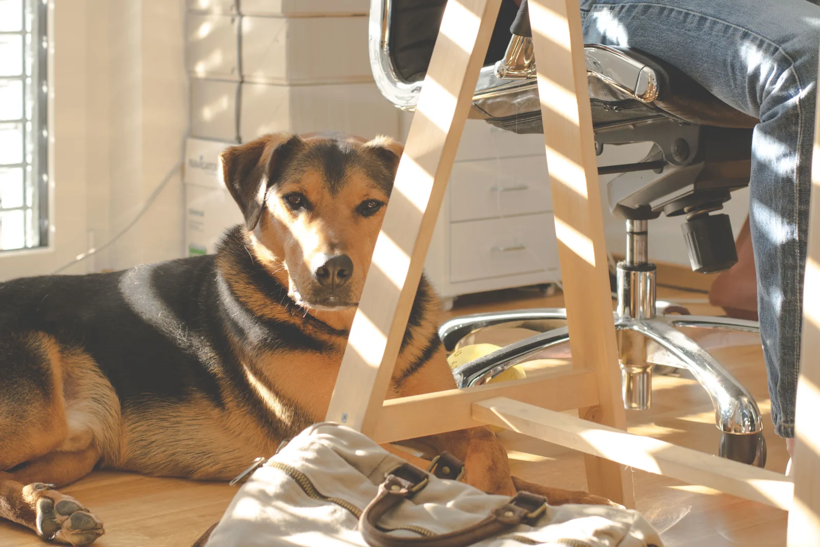 Dog lying calmly next to a desk while its owner works remotely from home