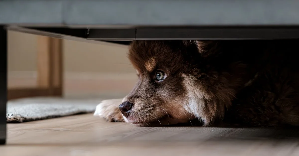 A frightened dog hiding under a table, curled into a blanket during a storm outside the window