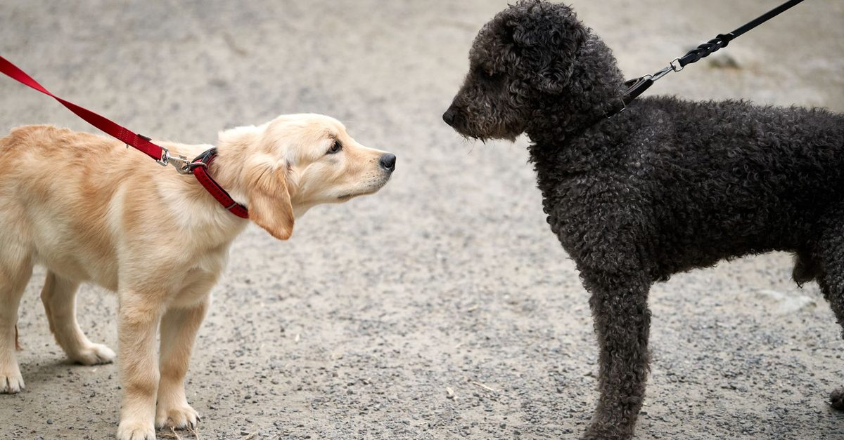 Two dogs on leads facing each other on a walk