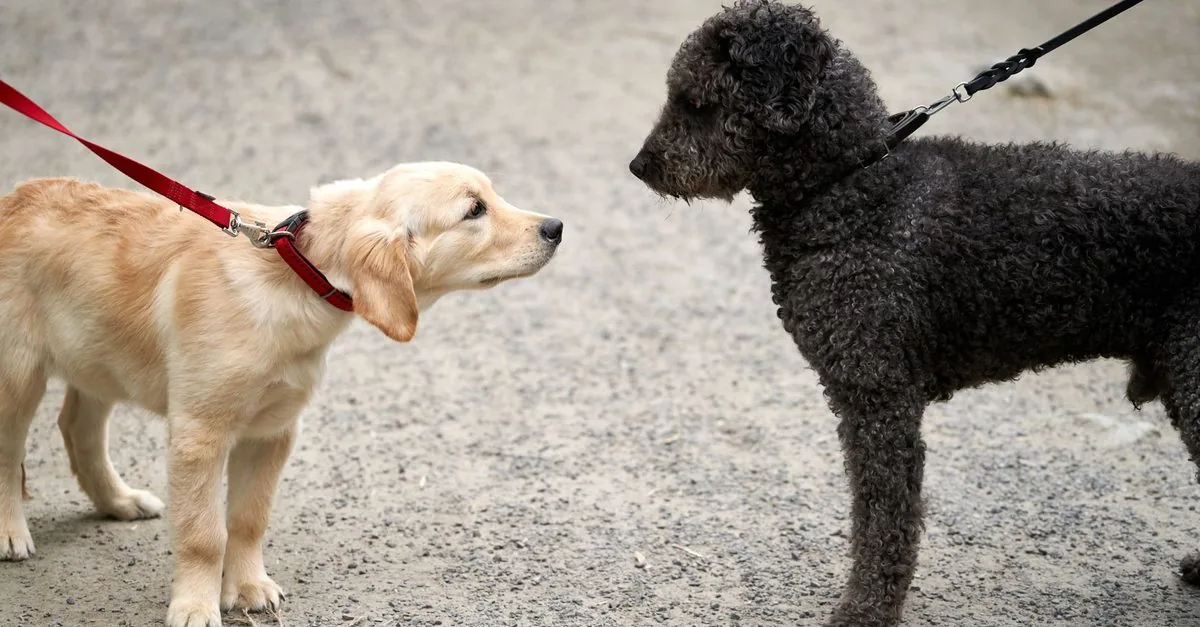 Two dogs on leads facing each other on a walk