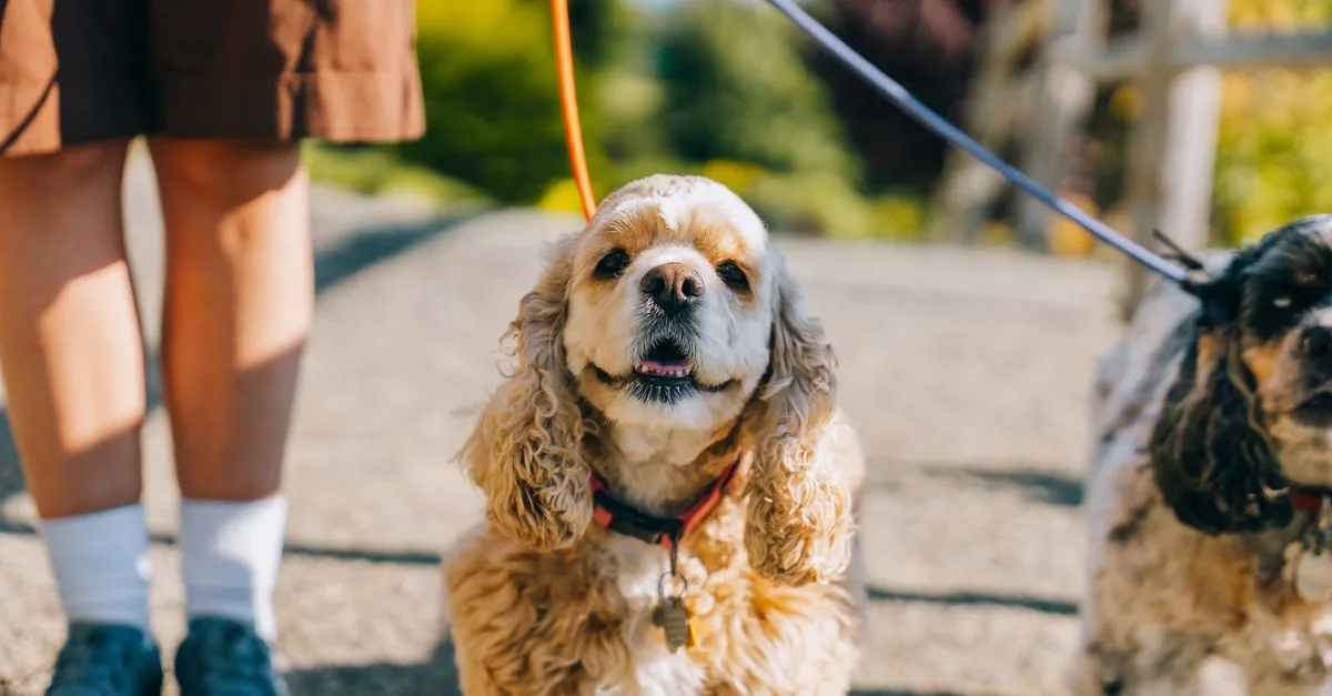 A dog walking close at its owner's side during a walk in the park