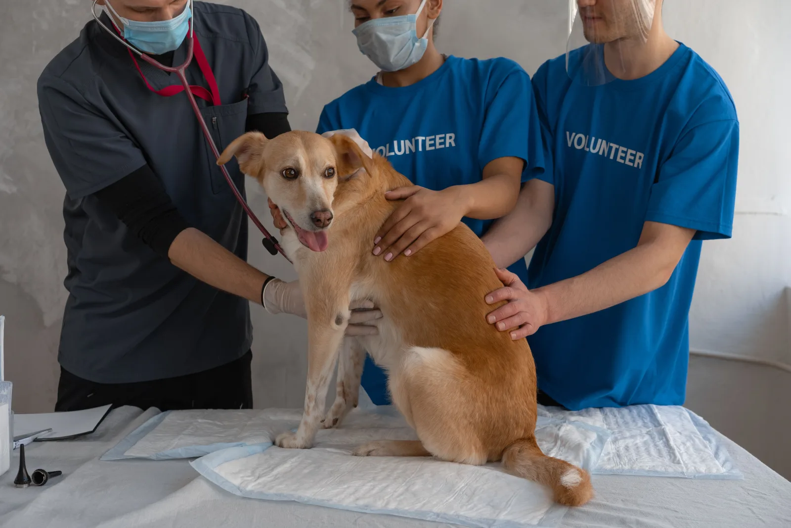 Vet listening to a dog with a stethoscope on an exam table while two helpers gently hold the dog