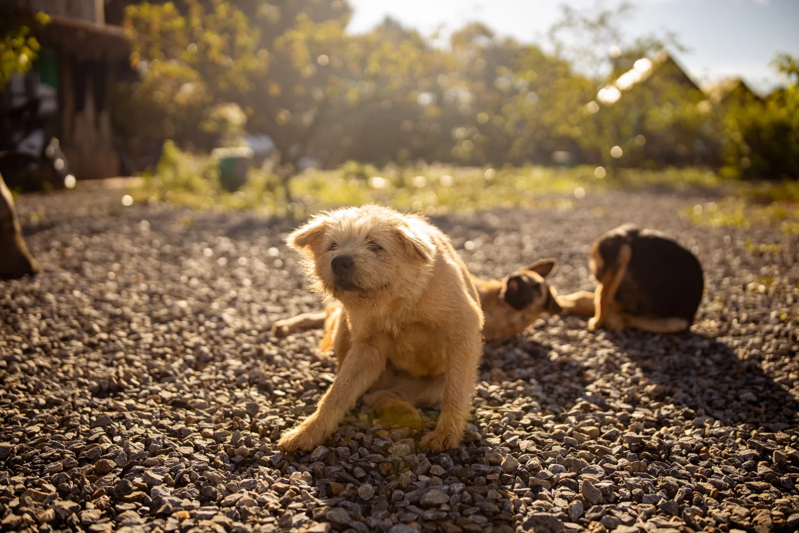 Dog scratching itself outdoors on a sunny day