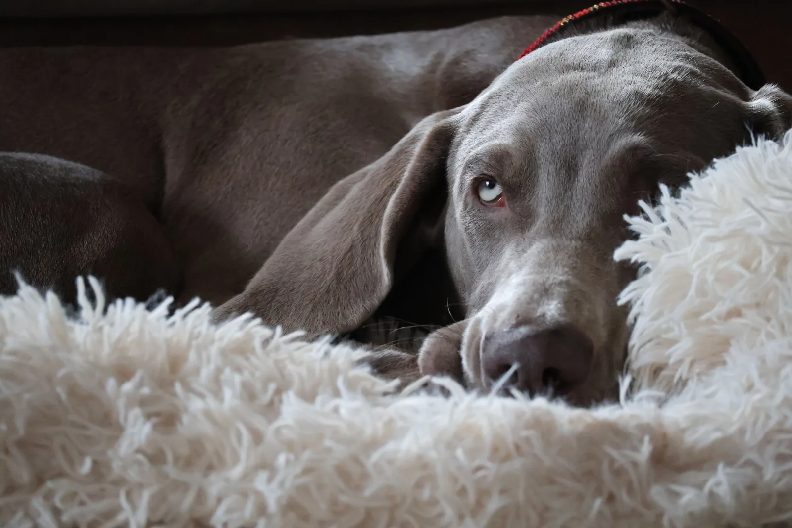 Dog resting calmly on a soft bed at home