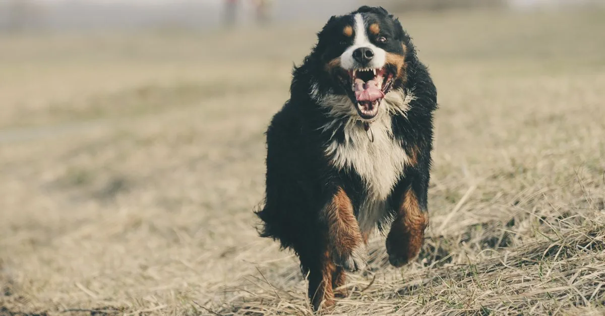 Dog on a long line scanning its surroundings on a walk across an open field