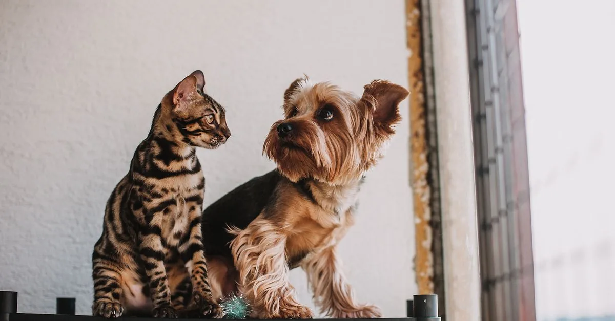 A dog and a cat lying calmly next to each other on the floor of a home
