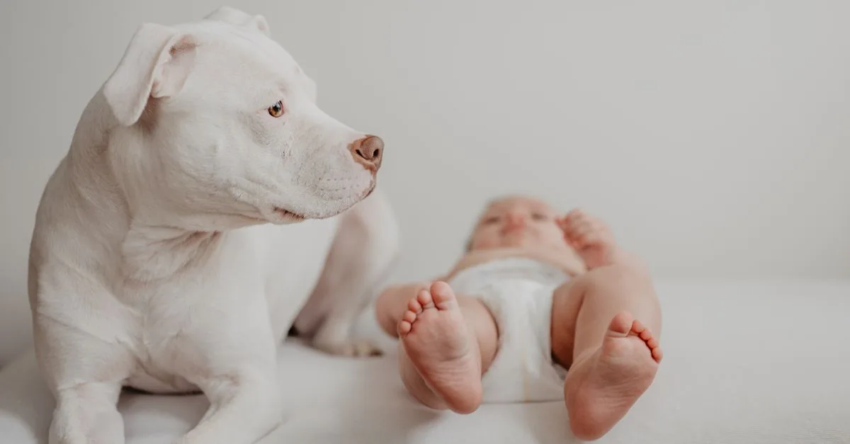 Dog lying calmly next to a newborn baby under an adult's supervision