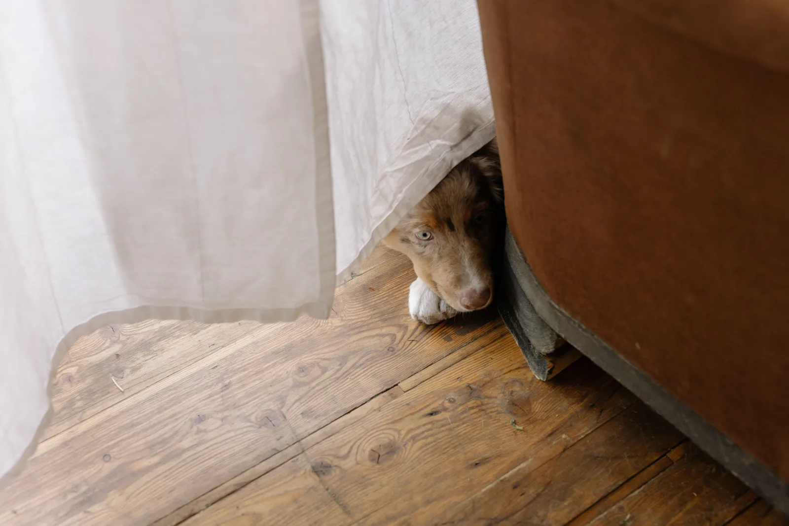 A shy dog peeking out cautiously from behind a curtain