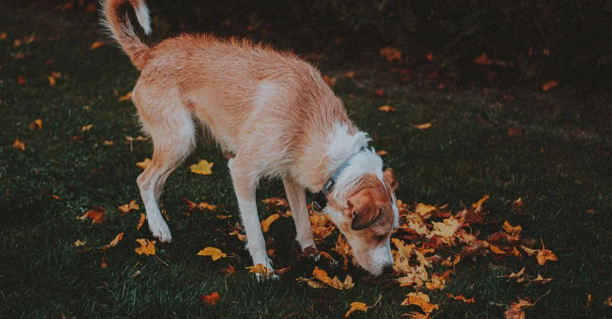 A dog sniffing the grass on a walk in the park