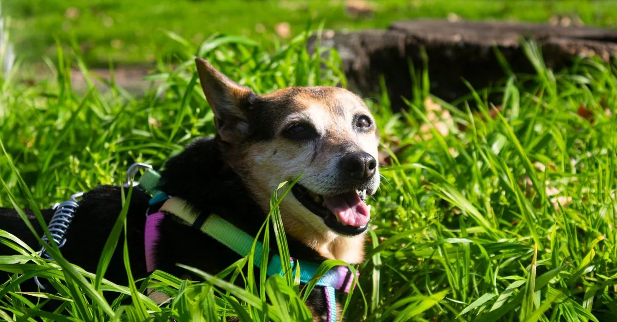 A dog nibbling grass in a meadow