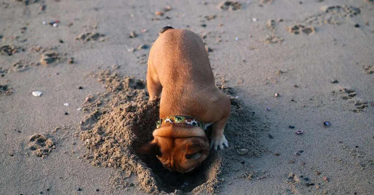 Dog digging a hole in the dirt in a backyard garden