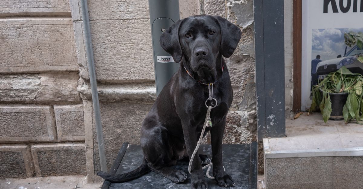 A dog sitting in front of a full bowl and refusing to eat