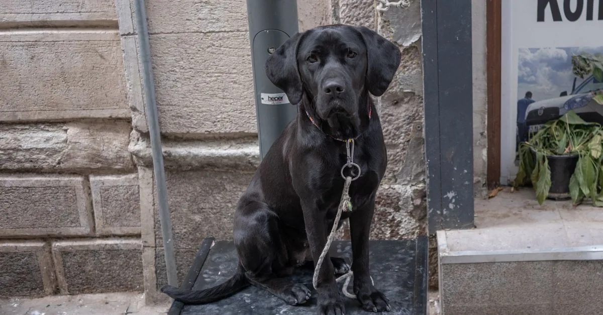 A dog sitting in front of a full bowl and refusing to eat
