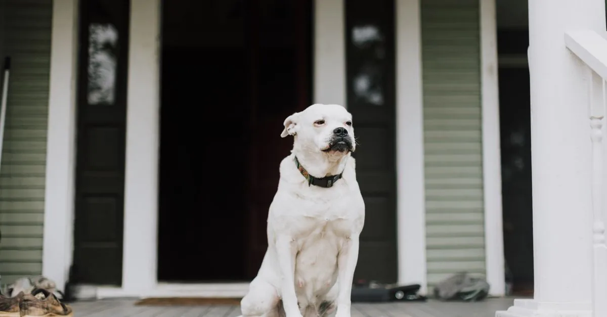 A dog standing alert by the front door, looking towards an arriving guest