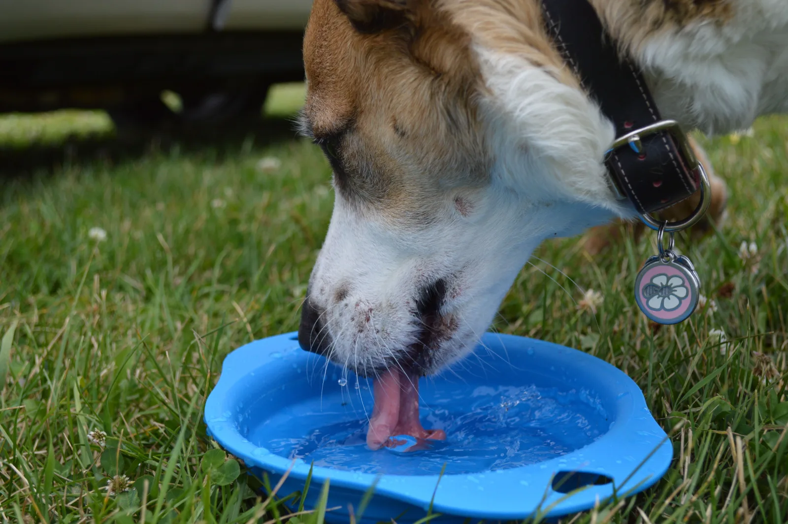 Dog drinking water from a bowl on grass during a walk