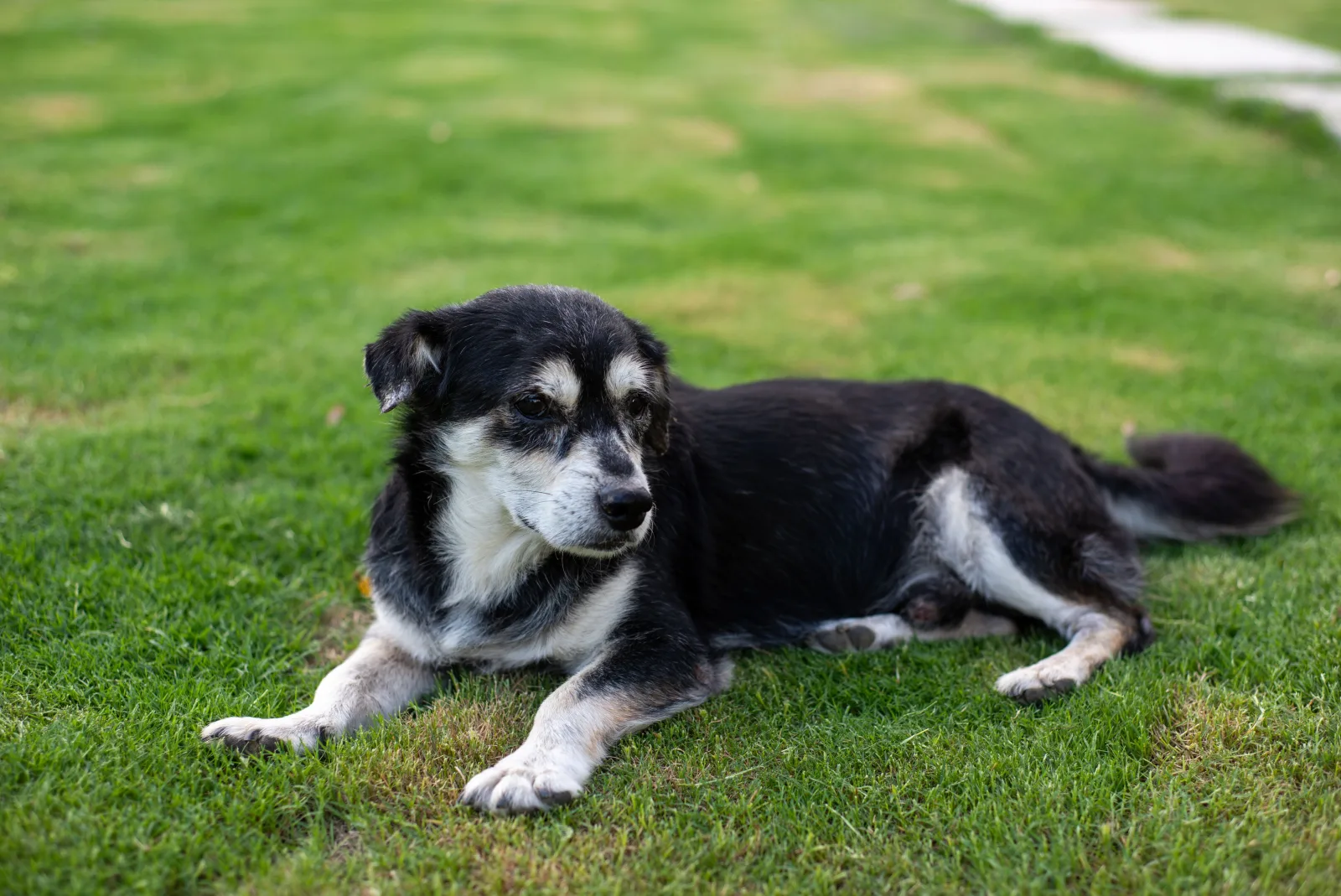 A senior dog with a grey muzzle resting calmly on the grass