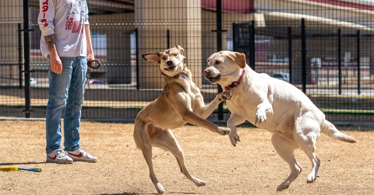 Excited dog jumping up to greet a person at the front door