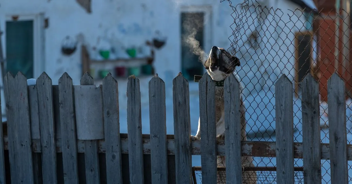 Dog standing at a fence watching an approaching stranger