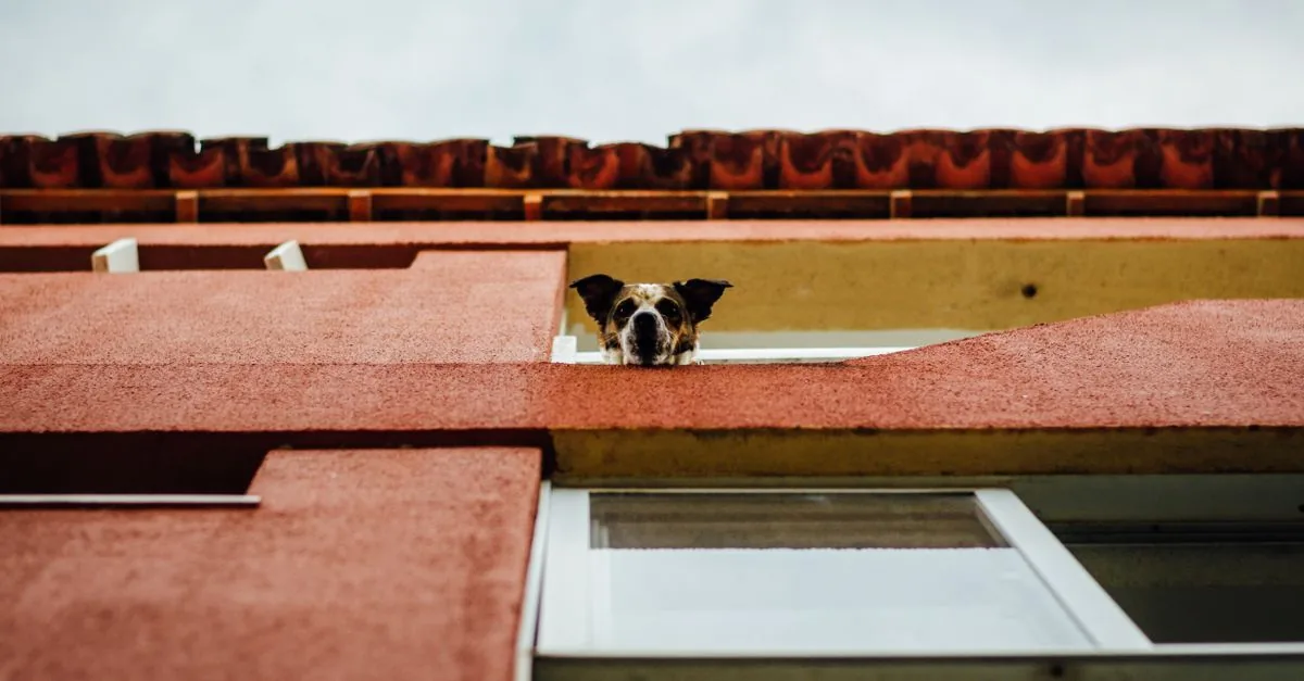 Dog lying by a dark window at night, watching the street