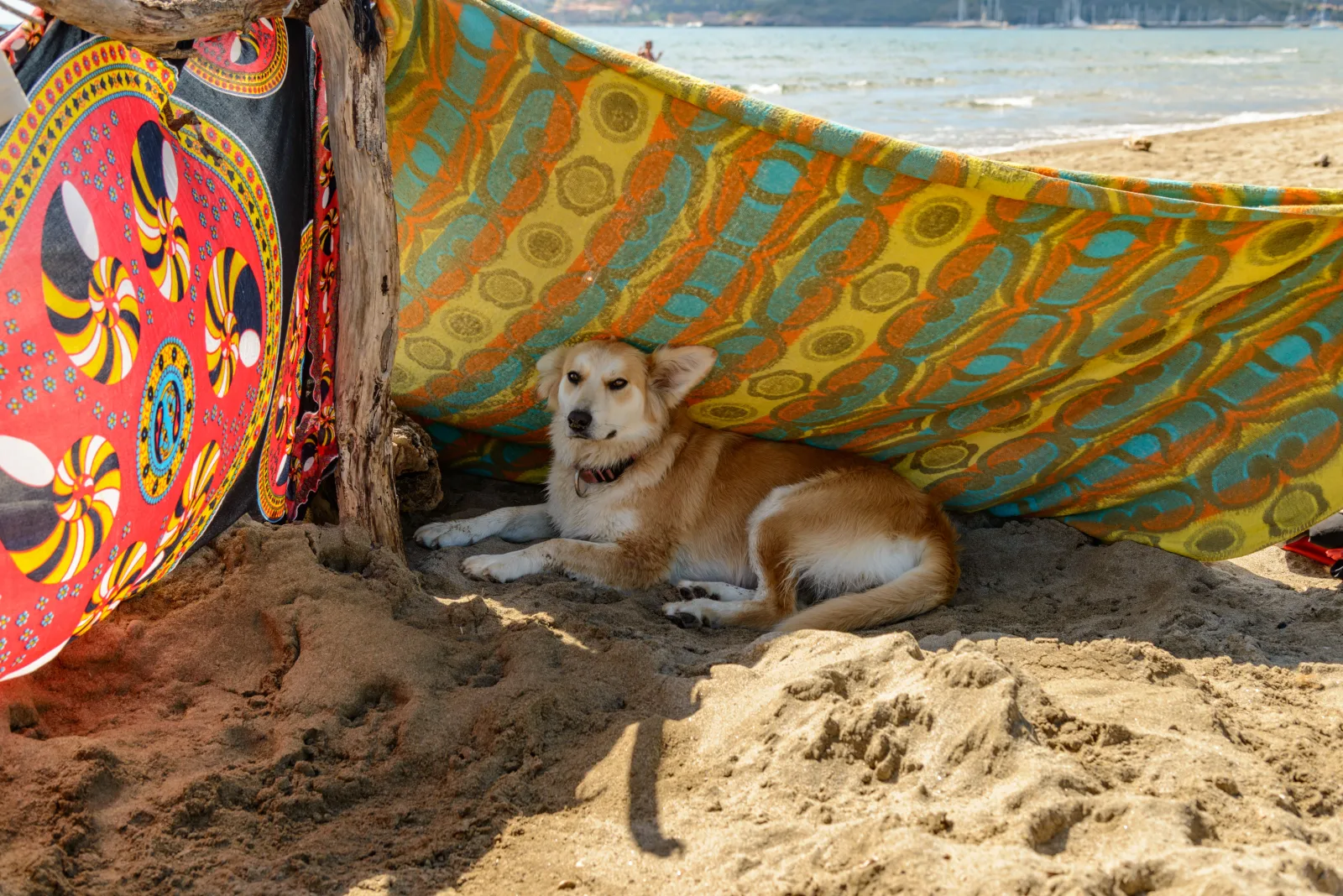Dog resting in the shade on a hot summer day