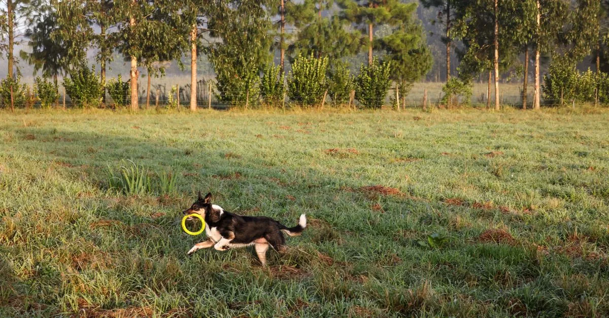 Dog running across a meadow far from its owner