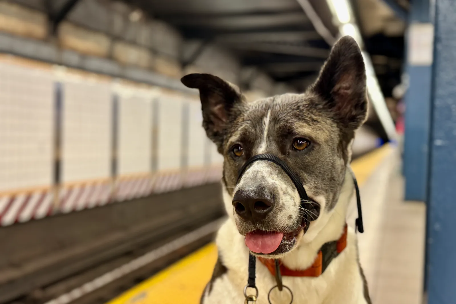 Dog on a lead waiting on a metro platform