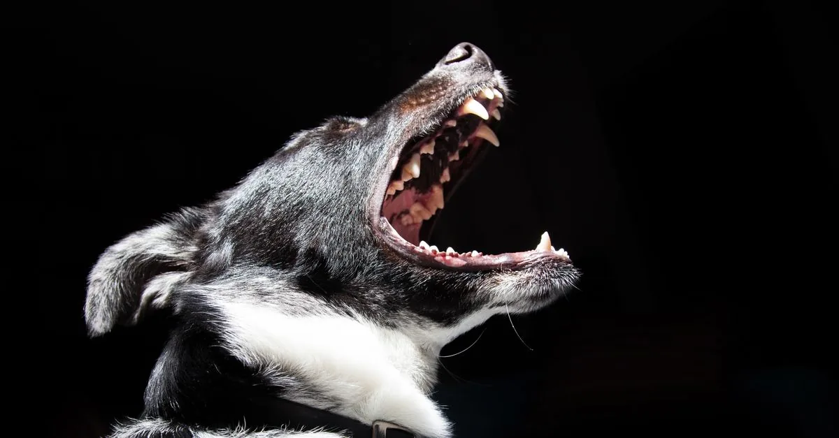 Dog lying on the floor watching a person standing nearby with a tense, alert expression