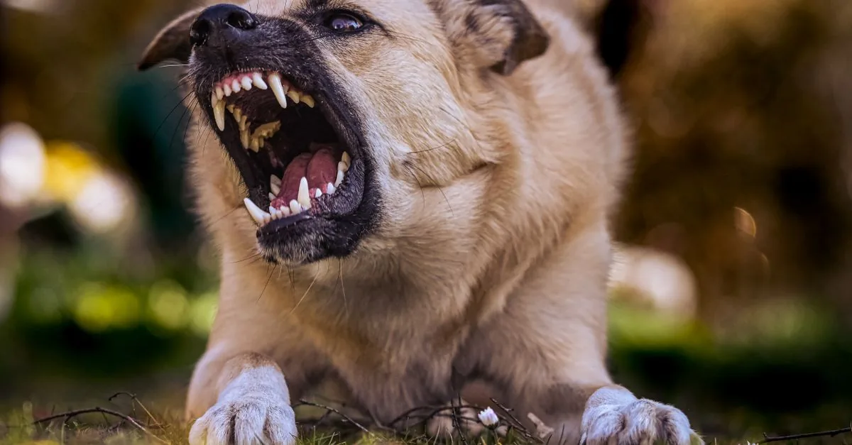 Dog growling with stiff body during an encounter with another dog