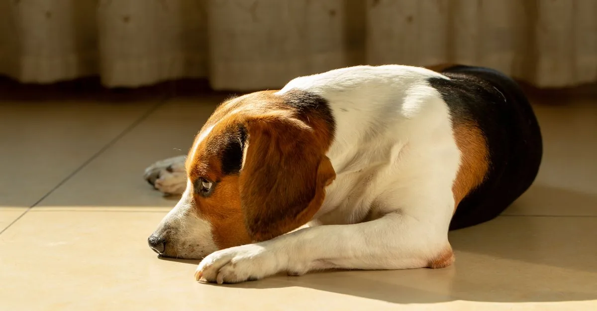 A dog lying on the floor next to an empty bowl while its owner crouches beside it looking concerned