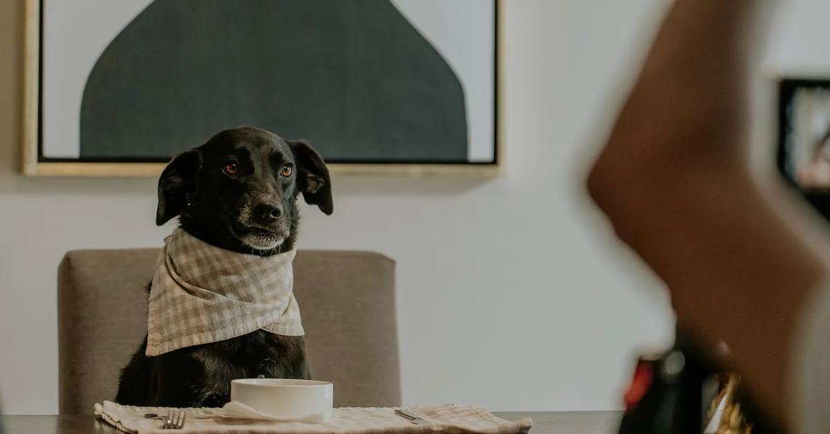 Dog sitting beside a dining table watching a family meal with big hopeful eyes