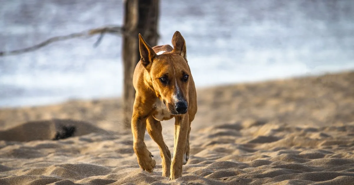 Dog running along a beach at the sea with its owner