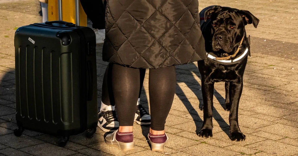 A dog sitting beside a packed suitcase, ready for a trip abroad