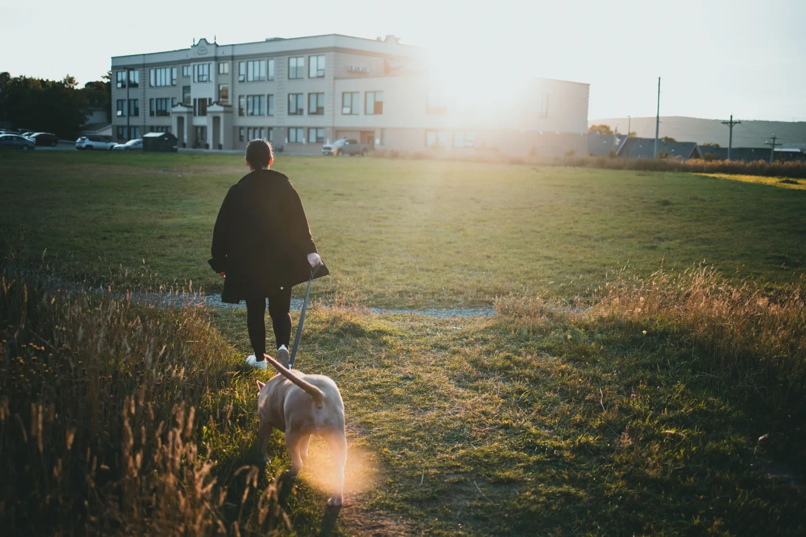 Dog walking in an urban park, illustrative photo for the Pole Mokotowskie guide