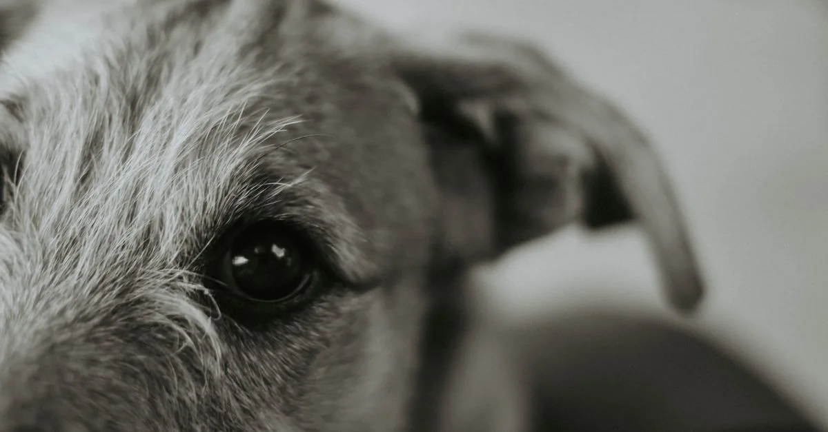 Close-up of a dog's eyes with visible watering during an examination