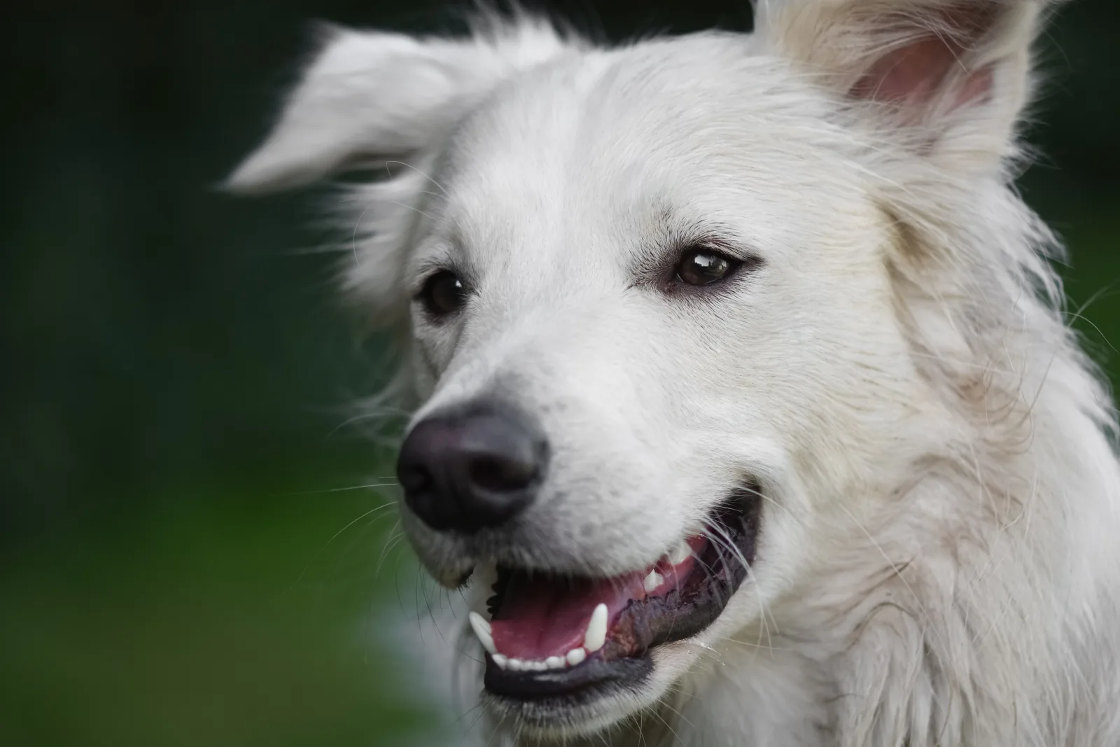 Close-up of a white dog's face outdoors